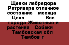 Щенки лабрадора Ретривера отличное состояние 2 месяца › Цена ­ 30 000 - Все города Животные и растения » Собаки   . Тамбовская обл.,Тамбов г.